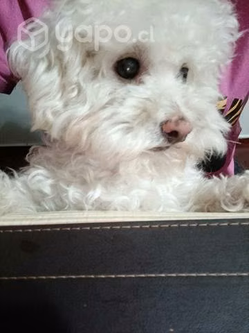 Poodle toy
