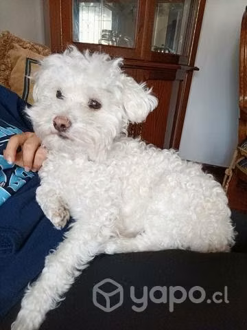 Poodle toy