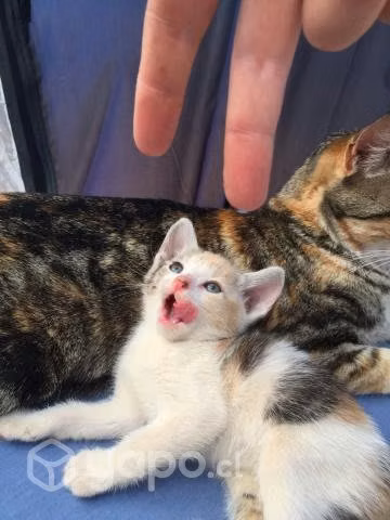 Regalo gatitos
