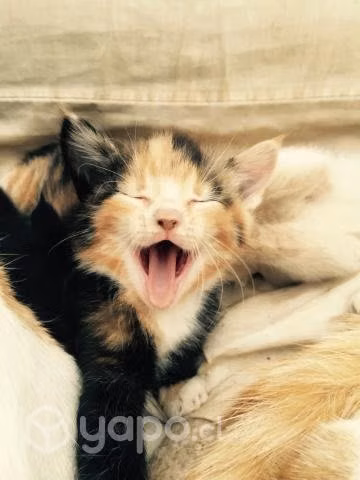 Regalo gatitos