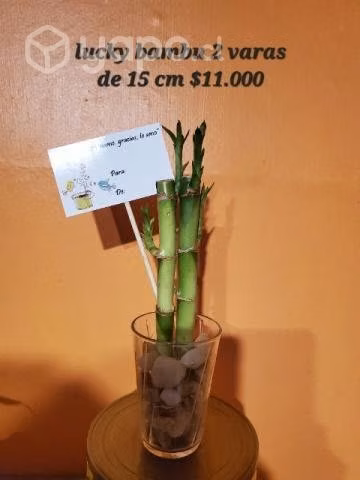 Lucky bambu