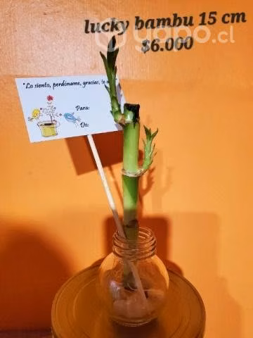 Lucky bambu