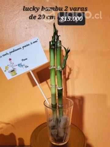 Lucky bambu