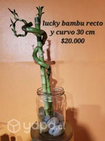 Lucky bambu