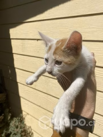 Se regalan gatitos