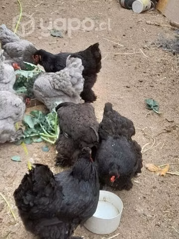 Gallinas bramas