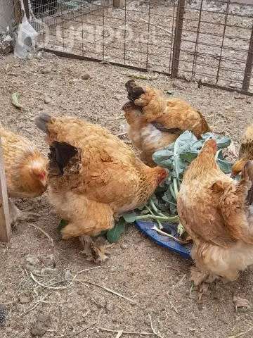 Huevos gallinas bramas