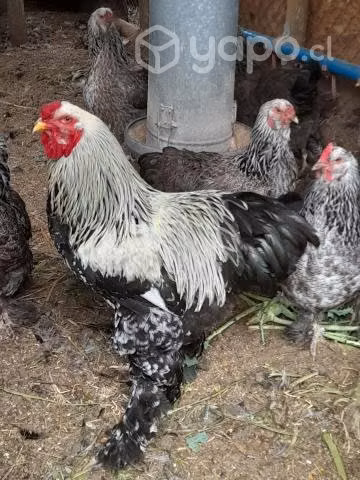 Huevos gallinas bramas