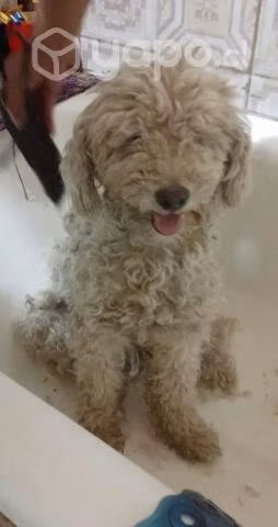 Perrito en adopción