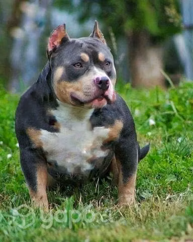 Hembra american bully