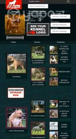 Hembra american bully