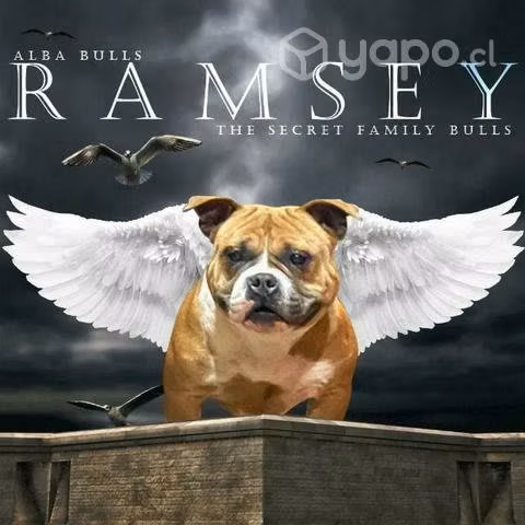Hembra american bully