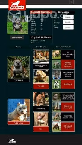 Hembra american bully