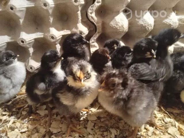 Huevos fértil de gallinas mapuche