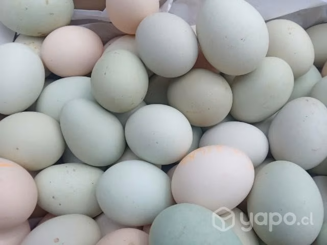 Huevos fértil de gallinas mapuche