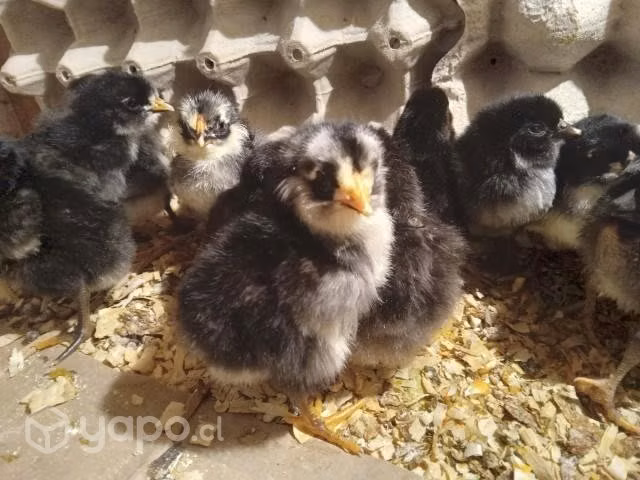 Huevos fértil de gallinas mapuche