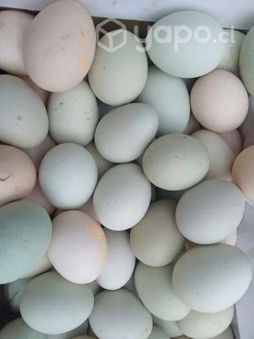 Huevos fértil de gallinas mapuche