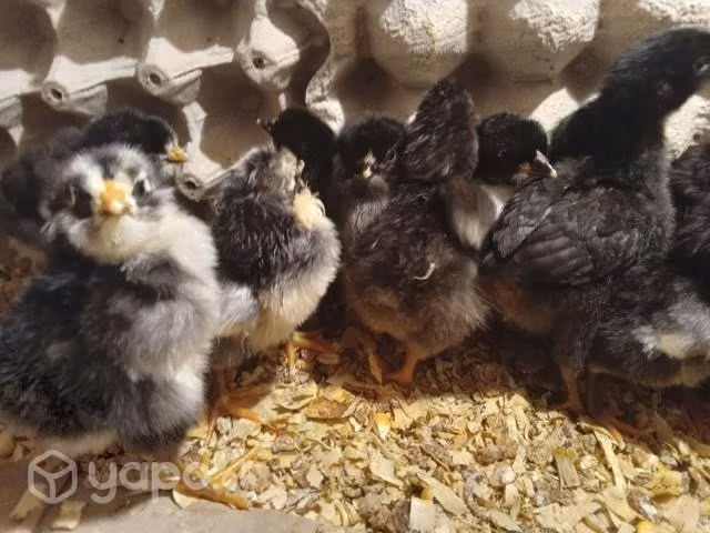 Huevos fértil de gallinas mapuche