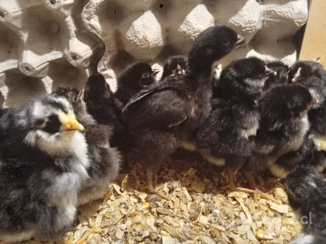 Huevos fértil de gallinas mapuche