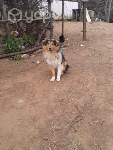 En adopción - Imagen 2