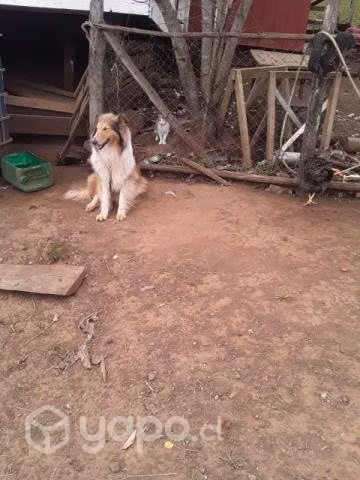 En adopción