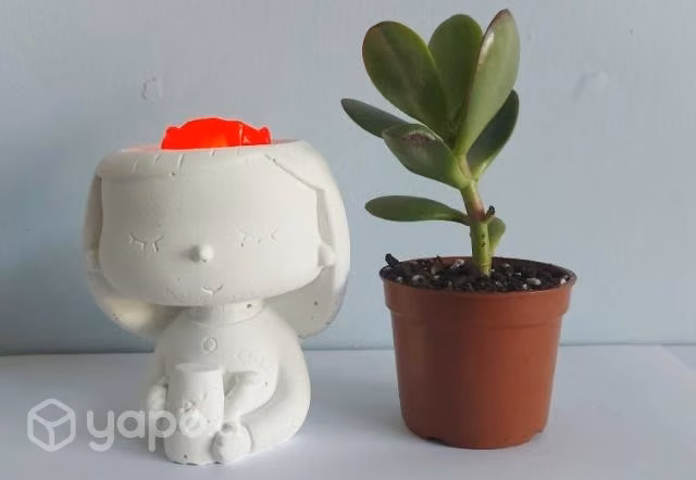Plantas Jade con figura