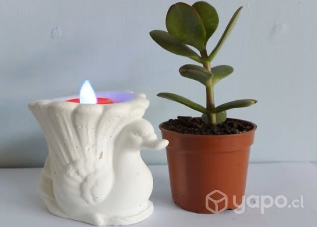 Plantas Jade con figura