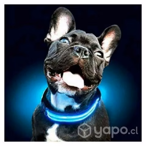 Collar con luz para perro m genérico