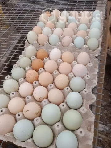Bandejas de huevos