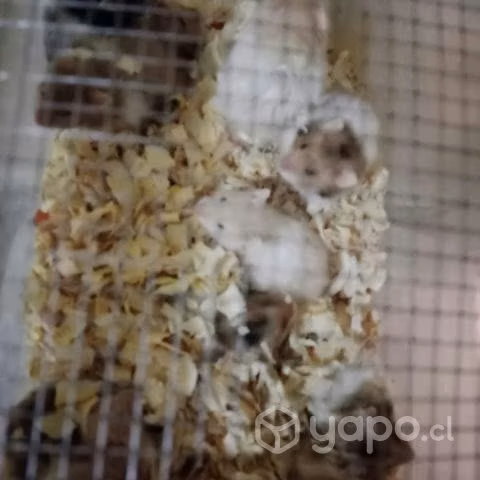 Hamster mascotas - Imagen 1