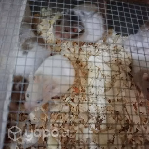 Hamster mascotas - Imagen 3