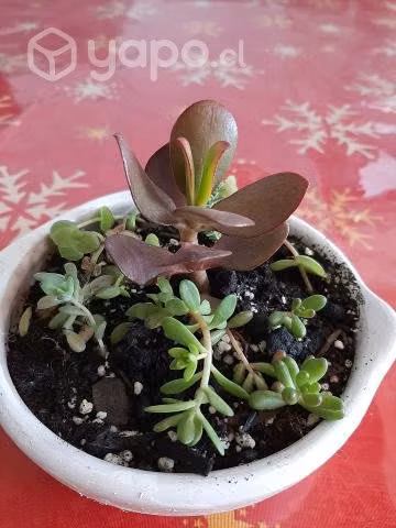 Plantas Jade