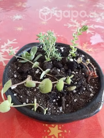 Plantas Jade