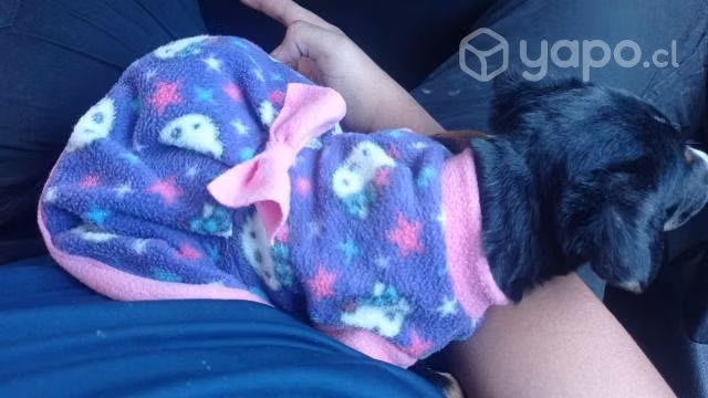 Perrita de 2 meses