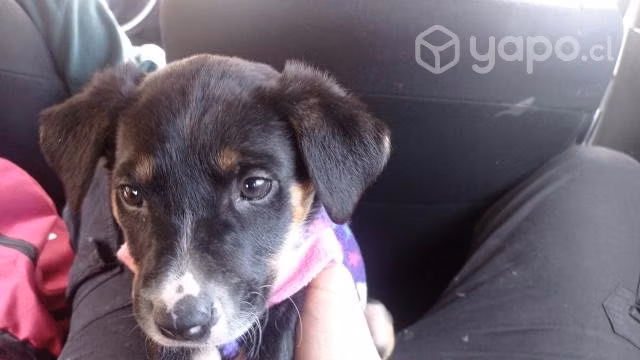 Perrita de 2 meses
