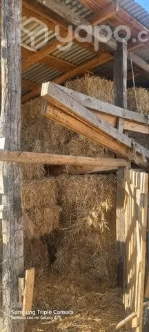 Fardos de avena con grano
