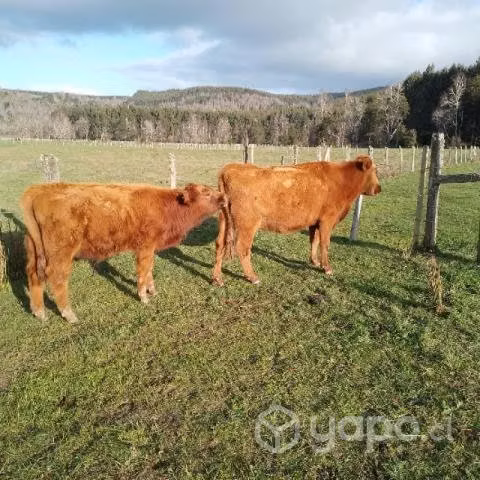 Toretes angus rojo