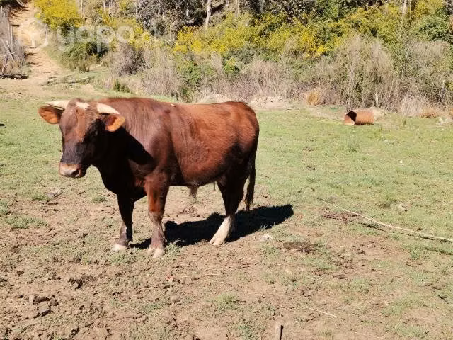 Se vende toro