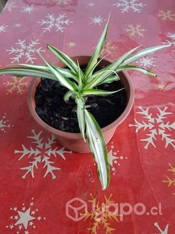 Plantas Cintas o mala madre