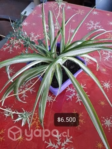 Plantas Cintas o mala madre