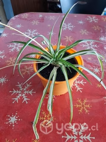 Plantas Cintas o mala madre