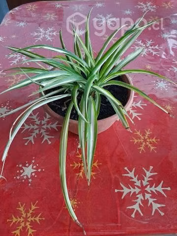Plantas Cintas o mala madre