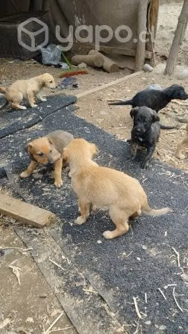 Perros en adopción