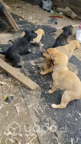 Perros en adopción