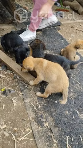 Perros en adopción