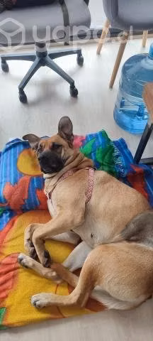 Perrita tamaño grande busca hogar para siempre
