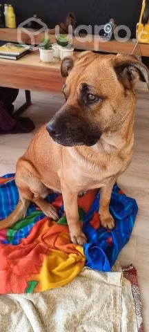 Perrita tamaño grande busca hogar para siempre