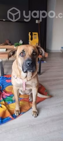 Perrita tamaño grande busca hogar para siempre