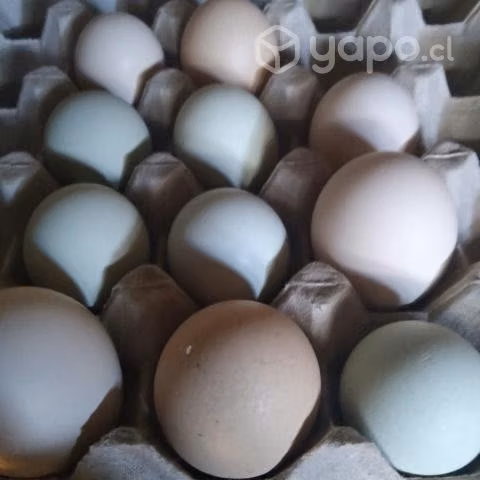 8 gallinas y 2 gallos