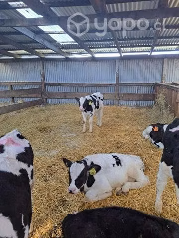 Terneros de 3 meses destetados